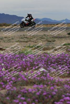 media/Jan-14-2023-SoCal Trackdays (Sat) [[497694156f]]/Turn 14 Exit Bloomig (145pm)/